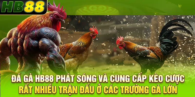 Đá gà HB88 phát sóng và cung cấp kèo cược rất nhiều trận đấu ở các trường gà lớn